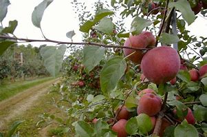 Image result for Edwards Apple Orchard