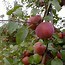 Image result for Edwards Apple Orchard