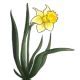 Image result for Cartoon Daffodil Clip Art