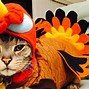 Image result for Thanksgiving Kitty