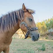 Image result for Greek Horse Breeds