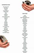 Image result for Hedgehog Food List