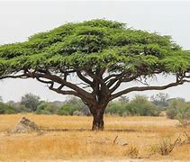 Image result for acacianp