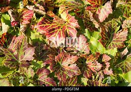 Image result for Grape Vine Leaves Turning Brown