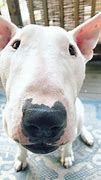 Image result for White Dog with Big Nose