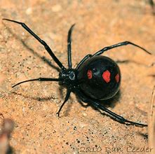 Image result for Latrodectus Variolus