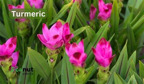 Image result for Machine Learning Model Inference Symbol