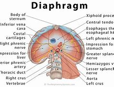 Image result for Chest Diaphragm
