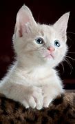 Image result for Cute Cats Images.jpeg