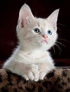 Image result for Sand Cat Pet