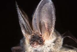 Image result for Bats in Desert