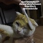 Image result for Cat Insults