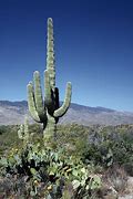 Image result for Arizona Plants