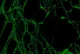 Image result for Green Wallpaper for Phone