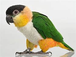 Image result for caique