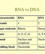 Image result for Gene vs DNA