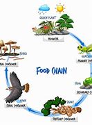 Image result for 4 Level Food Chain