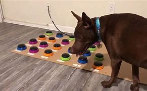 Image result for Dog Voice Buttons