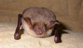Image result for Mouse-Eared Bat