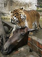 Image result for Tiger Kills Horse