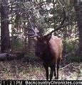 Image result for Elk Horn Lodge