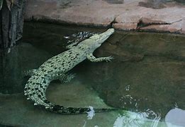 Image result for White Crocodile