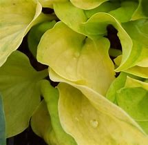 Bildergebnis für Hosta Golden Needles