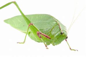 Image result for Katydid Coloring Page