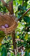 Image result for Bird Nest