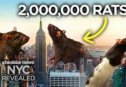 Image result for NYC Rat Meme