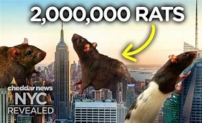 Image result for New York City Rat Meme