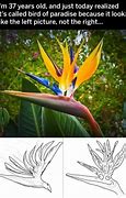 Image result for Bird Mem Plants