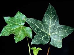 Image result for Hedera Helix Ivy