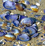 Image result for Purple Clams California