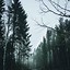 Image result for iPhone 12 Pro Max Forest Wallpaper