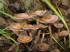 Image result for What Does a Gram of Mushrooms Look Like