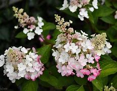 Image result for Hydrangea paniculata Pinky Winky (r)