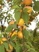 Prunus armeniaca 的图像结果