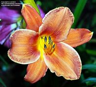 Image result for Hemerocallis Paprika Flame