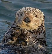 Image result for Otter From Animal House