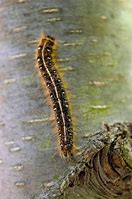 Image result for "eastern-tent-caterpillar"