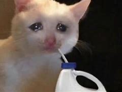 Image result for Sad Cat with Milk