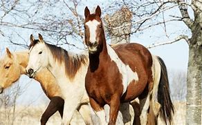 Image result for Types of Wild Horses
