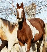 Image result for Different Horse Types