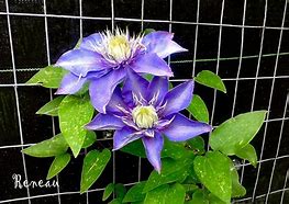 Image result for Blue Violet Clematis