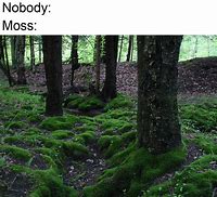 Image result for Moss-Covered Memes