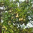 Image result for Pear Tree