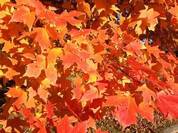 Image result for Maple Tree That Is About 20 Feet Tall