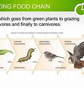 Image result for Grazing Food Chain