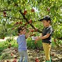 Image result for Dwarf Apple Orchard